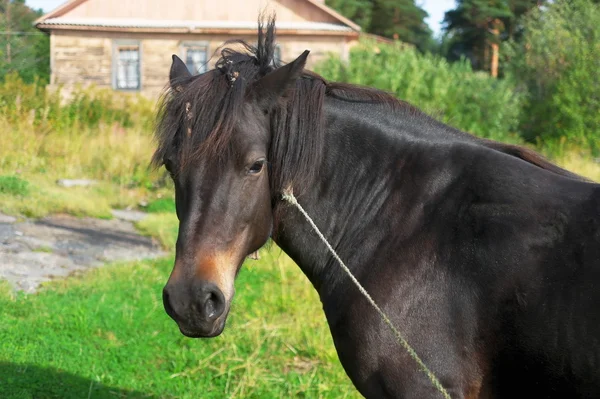 Tuta marrone cavallo — Foto Stock