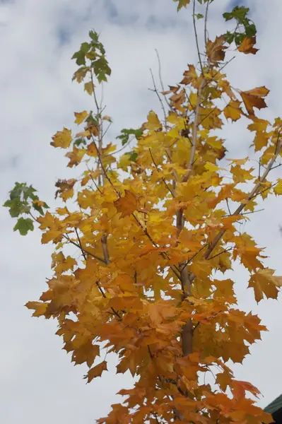 Жовте кленове листя на фоні неба — стокове фото