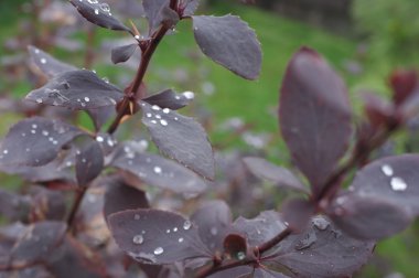 alıç suyla sonra yağmur damlaları