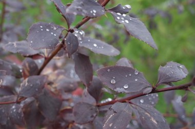 alıç suyla sonra yağmur damlaları
