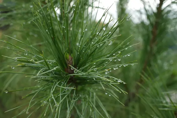 Fenyő ága — Stock Fotó