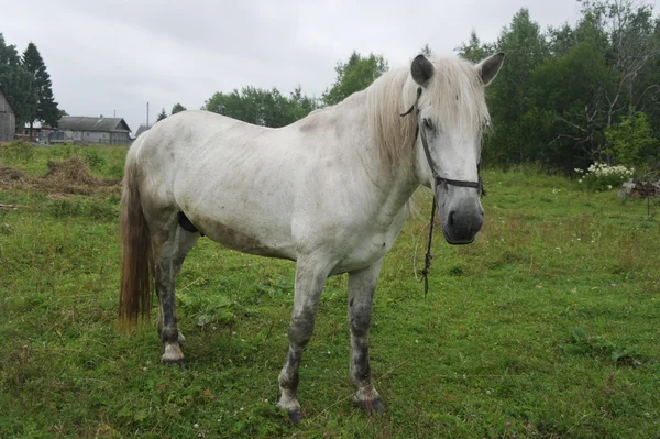 Cavallo bianco — Foto Stock