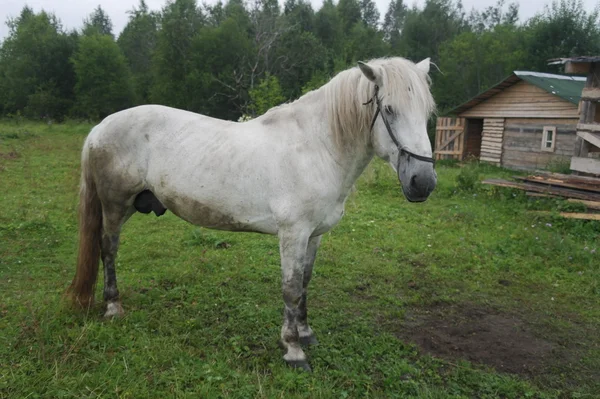 Cavallo bianco — Foto Stock