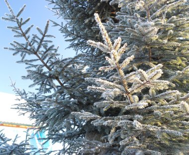 Ladin dallarda süsleyin