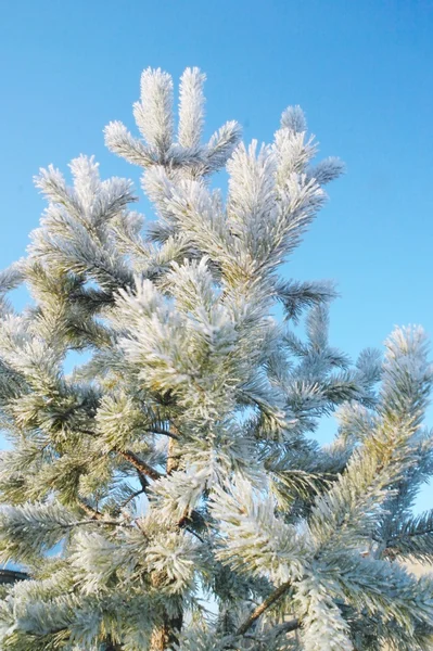 Fenyő fa a hóban — Stock Fotó