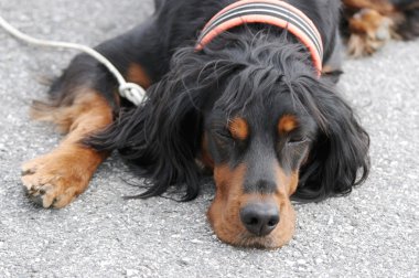 portre köpek kira kontratı