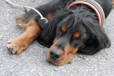 portre köpek kira kontratı