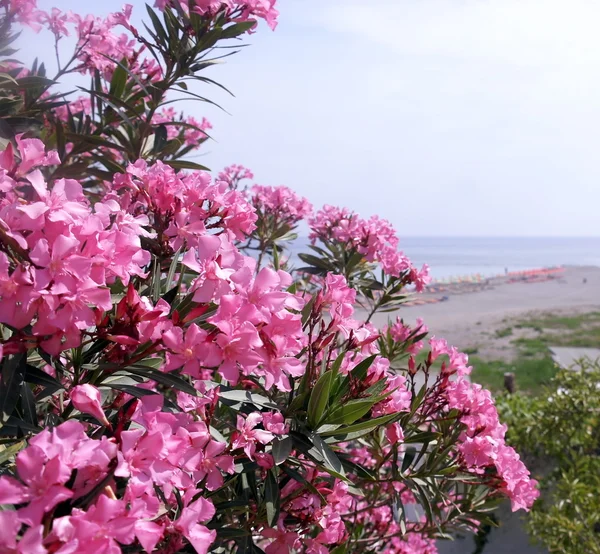 Griechenland. rosa Blumen auf einem Hintergrund der Küste. — Stockfoto