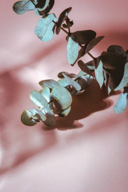 Pembe arka planda camdan yansımalar ve sert ışıkla dolu bir hayat.