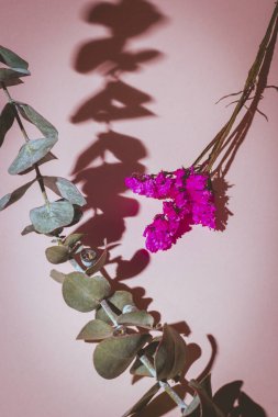 Pembe arka planda camdan yansımalar ve sert ışıkla dolu bir hayat.