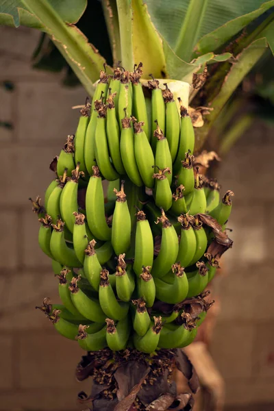 바나나 나무 옆에 있는 아름다운 초록색 바나나 다발 — 스톡 사진