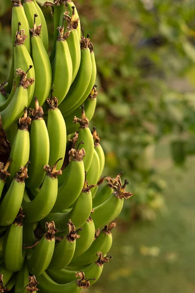 Un ramo de plátanos verdes al lado de un plátano. Vista lateral de plátanos. —  Fotos de Stock