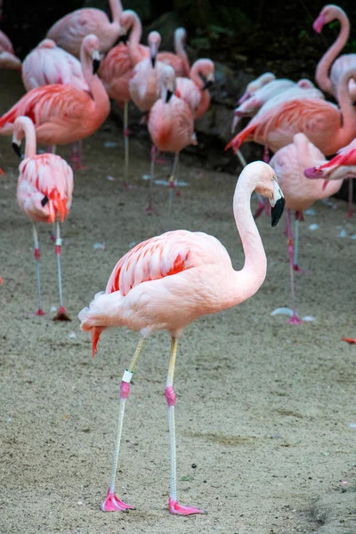 Several pink birds flamingos are walking along the sand. Big birds.