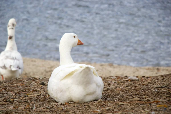 Ganso blanco sentado cerca del agua. Ganso detrás —  Fotos de Stock