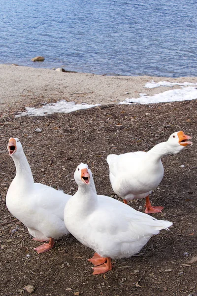 Несколько красивых белых гусей кричат у воды. Злые гуси. — стоковое фото