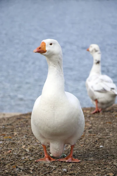 Eine weiße Gans steht am Wasser. Gans schaut weg. — Stockfoto