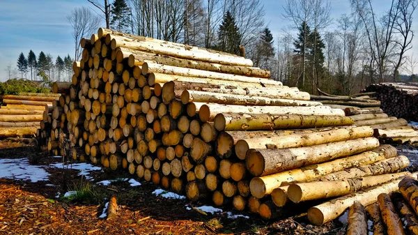 Ormanda kereste yığınları birikmiş kereste fabrikasına götürülmeyi bekliyorlar. Kış mevsimi olduğu için kütüklerin etrafında kar kalıntıları da var. Arka planda birkaç ağaç da var..