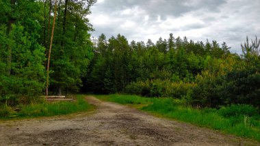 Çek Cumhuriyeti 'ndeki ormana giden patika. Bahar geldi, ağaçların koyu yeşil renkleri var. Hava biraz bulutlu ve ortam çok temiz..