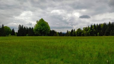 Bulutlu havalarda Çek ulusal parkında arka planda orman olan güzel taze çayır. Bahar geldi ve doğa çok taze..