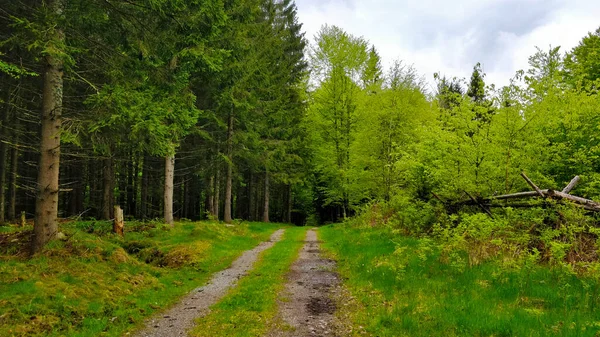 Piste Naturelle Traversant Une Belle Forêt Dans Parc National Tchèque — Photo