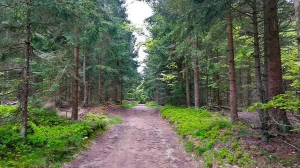Μονοπάτι Μέσα Από Δάσος Ερυθρελάτης Στο Εθνικό Πάρκο Που Ονομάζεται — Φωτογραφία Αρχείου
