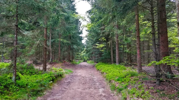 Caminho Que Atravessa Floresta Abetos Parque Nacional Chamado Sumava Manhã — Fotografia de Stock