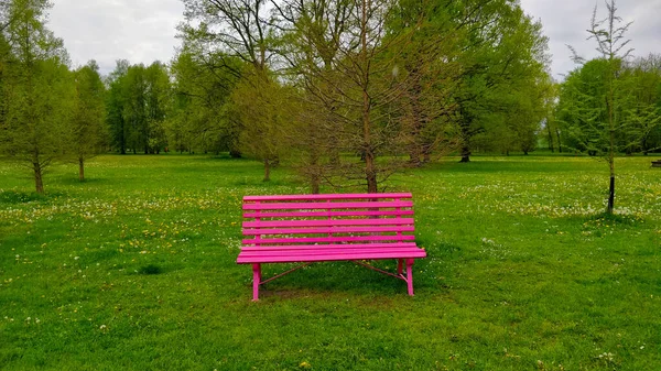 Purple bench in the fresh green park standing by tiny trees in beautiful big tree park. The park is located in South Bohemian city of Ceske Budejovice. Everything is green and fresh.