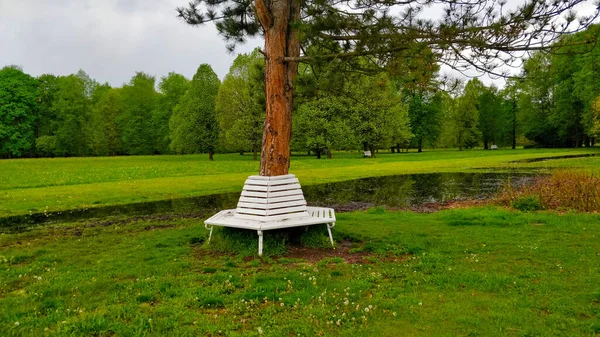 在新鲜的绿色公园里 白色的长椅站在一棵松树旁边 后面是美丽的草地和湖水 背景中还有森林 万物生机勃勃 — 图库照片