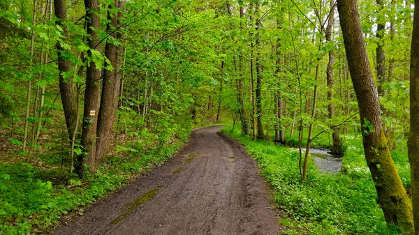 Natuurlijke Weg Door Prachtig Vers Bos Gemaakt Van Beukenbomen Het — Stockfoto