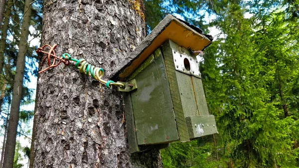 Casa Pájaros Fijada Tronco Árbol Coníferas Medio Del Bosque Caja — Foto de Stock