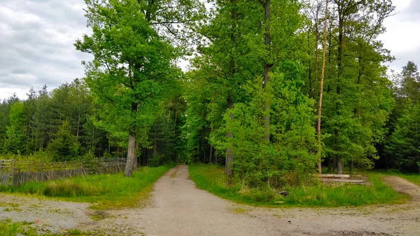 进入捷克共和国混交林的路径 现在是春天 所以树是深绿色的 天有点阴 环境真的很新鲜 — 图库照片