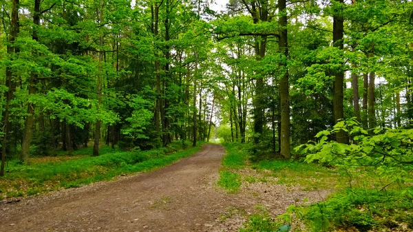 穿过捷克共和国落叶森林的路径 现在是春天 树木深绿色 自然清新宜人 — 图库照片