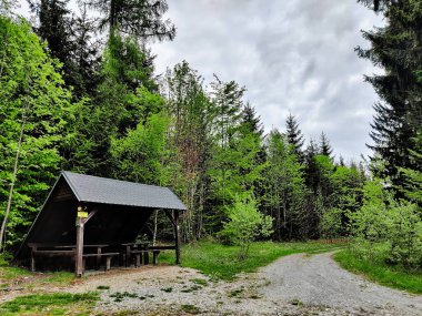 Bulutlu havada, karışık ormanın ortasında turistler için dinlenme alanı. Bahar olduğu için orman yeşil ve taze..