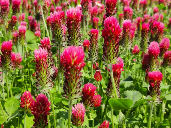 詳細に見られる菜の花のフィールド オーボバンシュとも呼ばれ 北半球の庭園の一部です — ストック写真