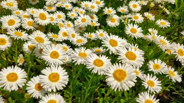 Bahçede büyüyen güzel papatya çiçekleri. Yaprak beyaz ve iç kısmı sarı..