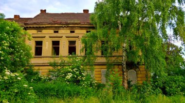 Prag, Çek Cumhuriyeti - 15 Haziran 2021: Eski harap olmuş sarı belediye evi tamamen yeşil bitki örtüsüyle kaplanmış. Binanın önünde uzun bir huş ağacı var..