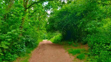 Sol tarafında ağaçlar ve yol boyunca çalılar olan tozlu orman yolu. Doğa, ilkbahardan dolayı çok yeşildir. Orman Prag, Çek Cumhuriyeti 'nde yer almaktadır..
