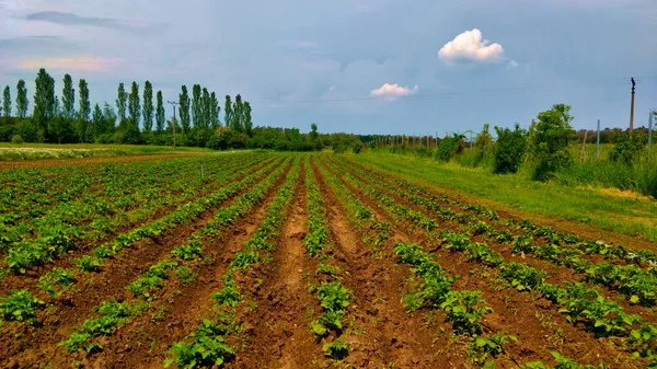 Tiny Beautiful Field Some Kind Vegetable Growing Lines Green Vegetable — Stock Photo, Image