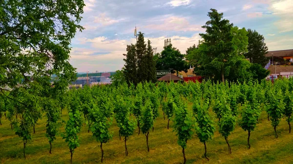 Praga República Checa Junio 2021 Viñedo Uno Los Barrios Praga — Foto de Stock