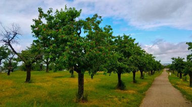 Olgun meyvelerle dolu kiraz ağaçları güzel haziran havasında kiraz bahçesinde yol kenarında dizilmişti..