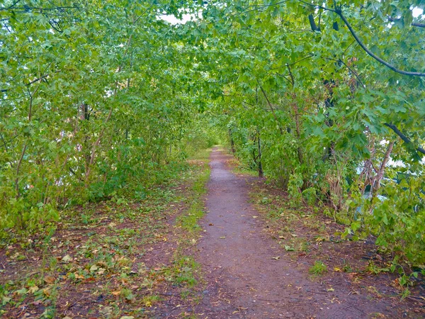 Ścieżka Przebiegająca Przez Zarośniętą Roślinność Jednym Gdańskich Parków Nad Brzegiem — Zdjęcie stockowe