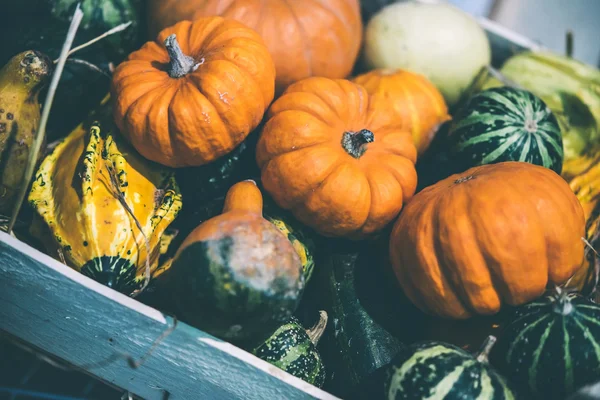 Calabazas a la venta — Foto de Stock