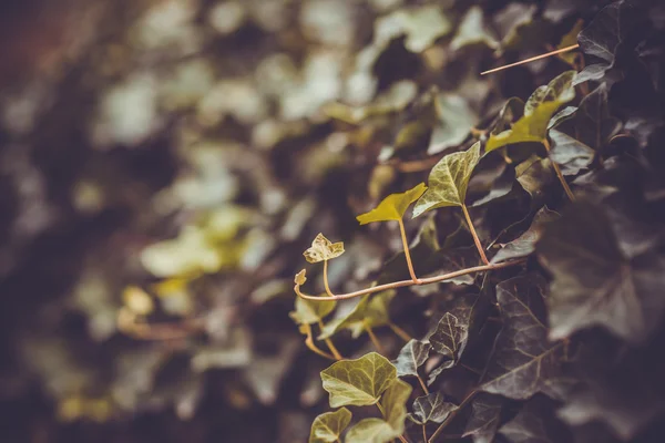 Ivy leaves — Stock Photo, Image