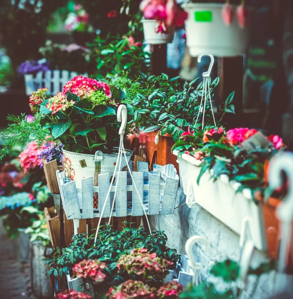 Flowers — Stock Photo, Image