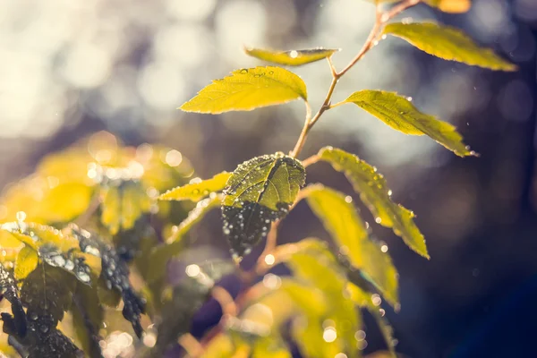 Green leaves after summer rain — Stock Photo, Image