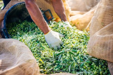 Zeytin hasat Sicilya