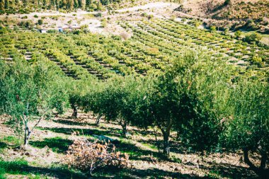 Zeytin hasat Sicilya