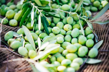 Zeytin hasat Sicilya