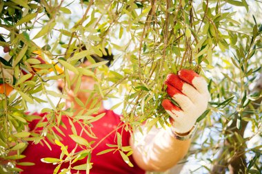 Zeytin hasat Sicilya