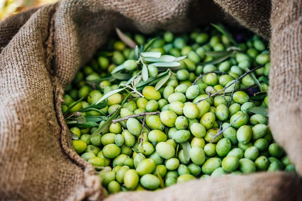Oliven ernten in Sizilien — Stockfoto